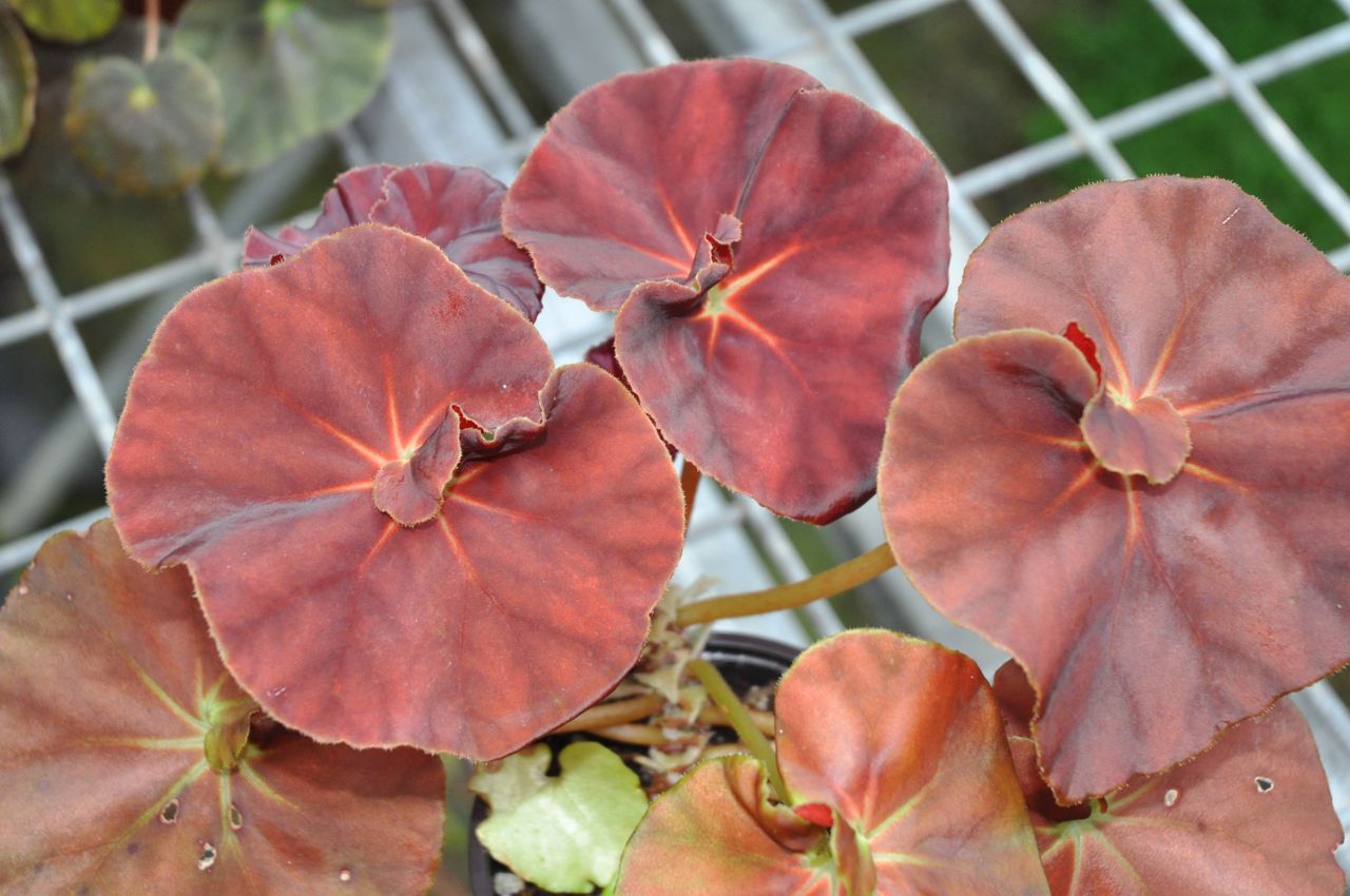 B. ‘Reddy Teddy’